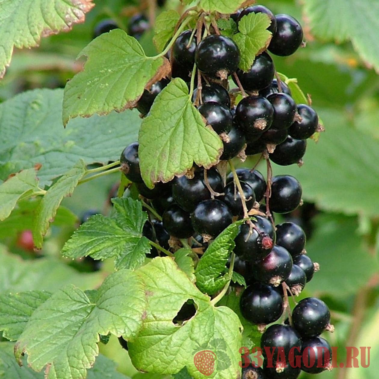 Черная смородина Голубка