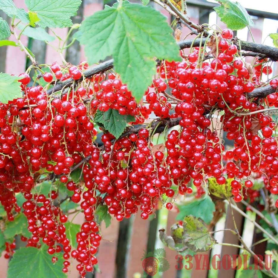 Красная смородина Йонкер Ван Тетс