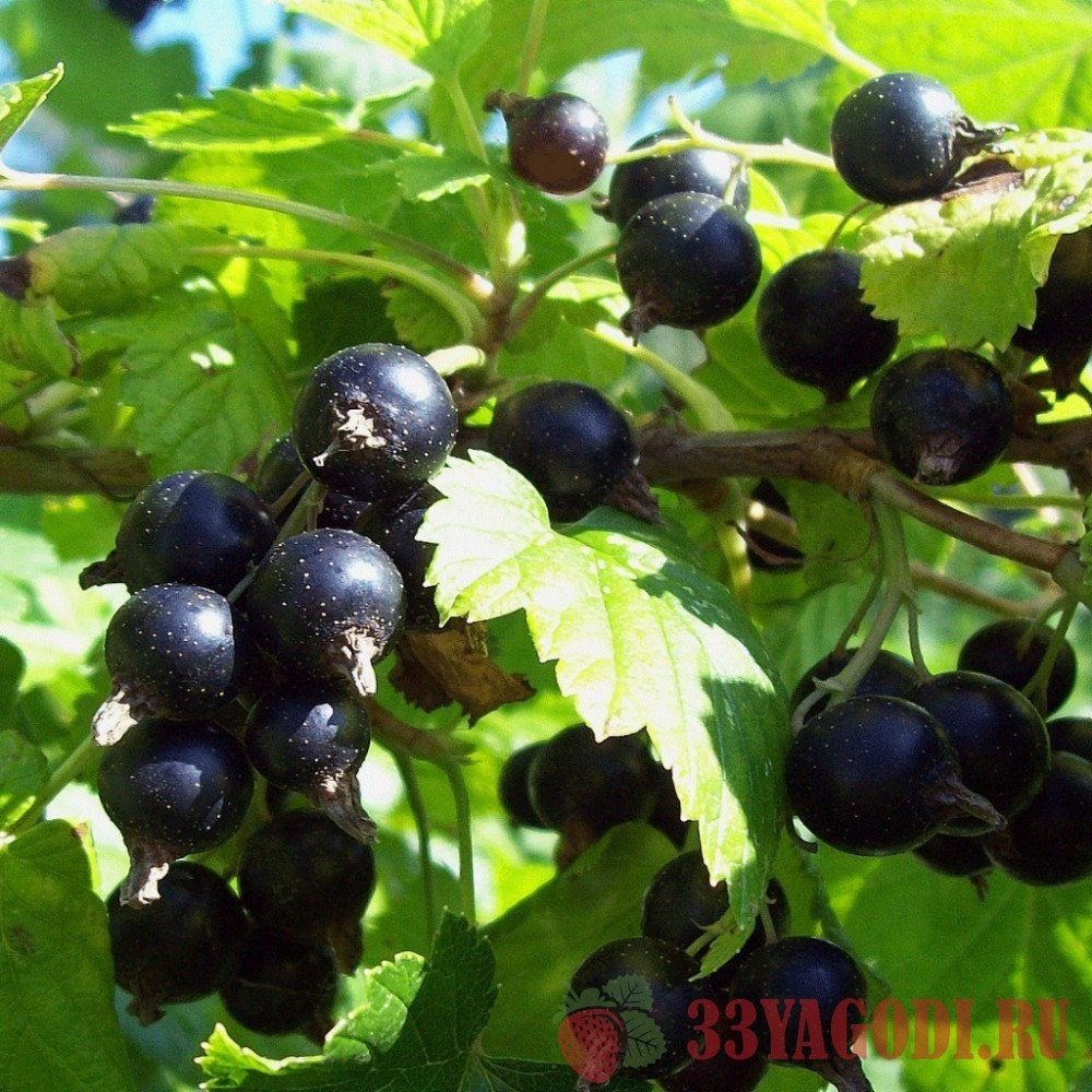 dobrynya Черная смородина Добрыня