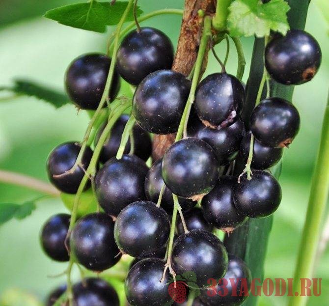 ekzotika Черная смородина Экзотика