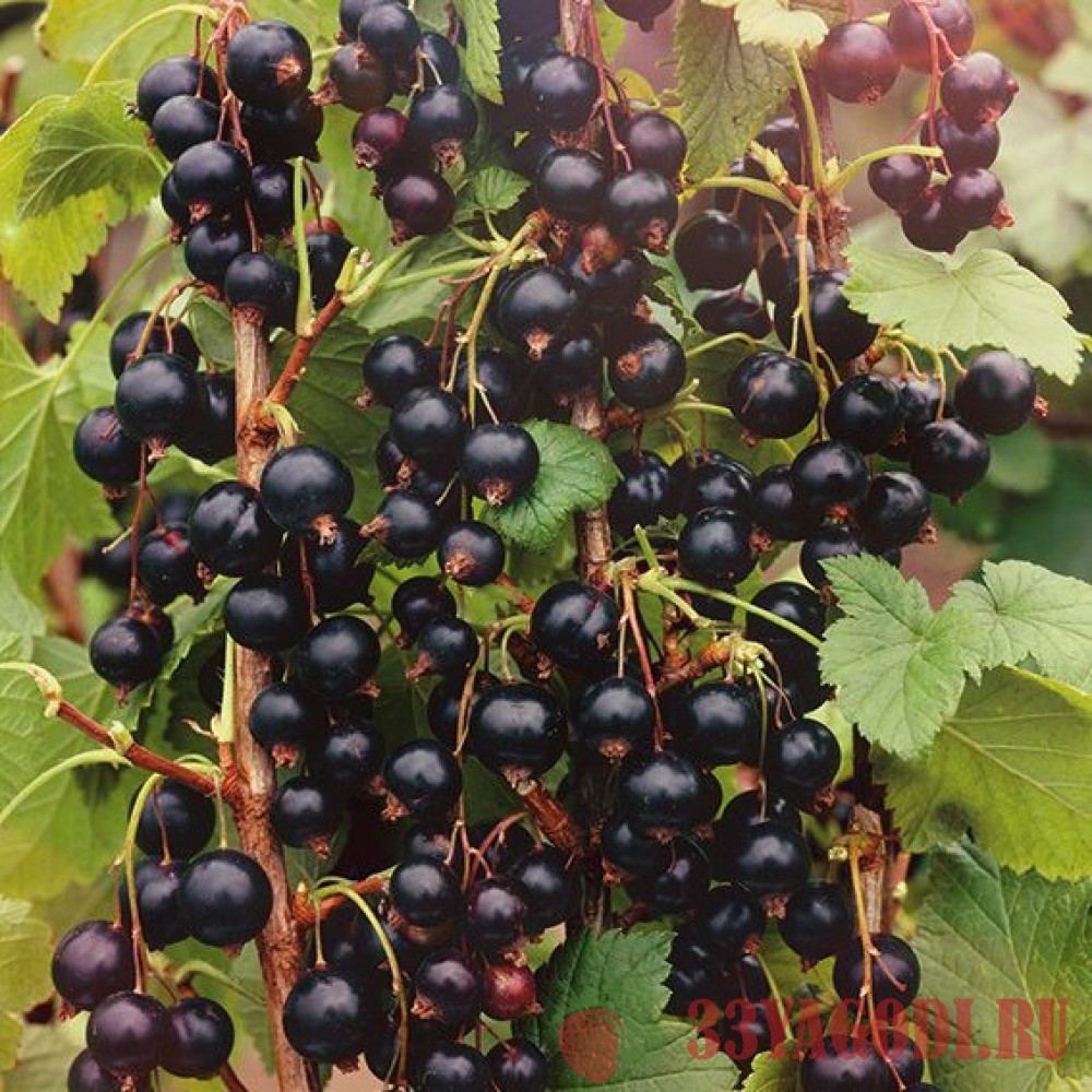 izumnaya Черная смородина Изюмная