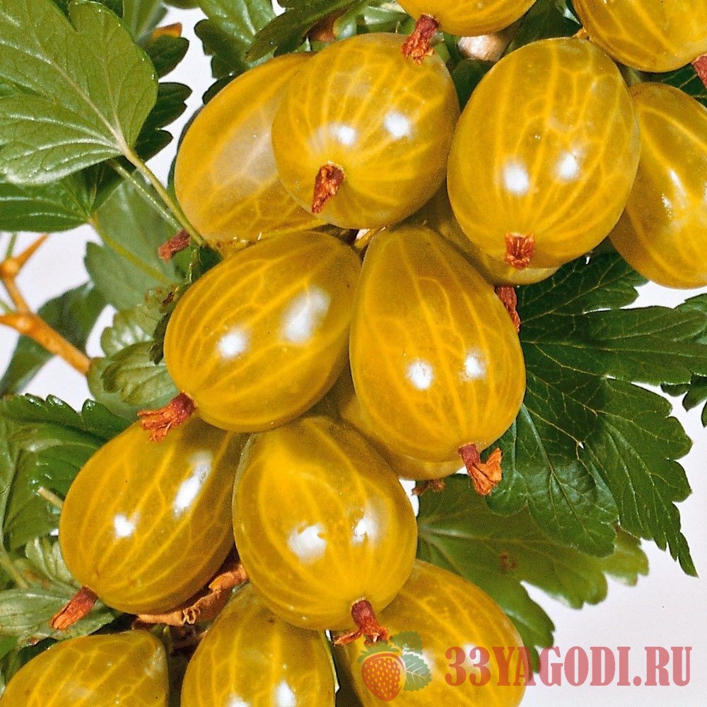 kryzhovnik-russkij-zheltyj Крыжовник Русский Желтый