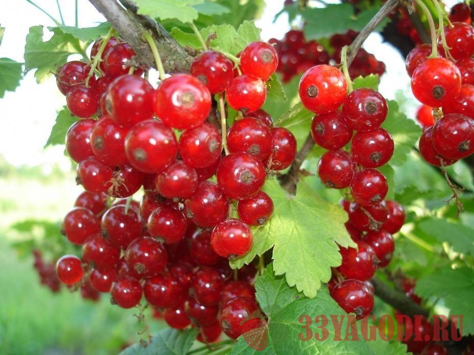 nataly Красная смородина Натали