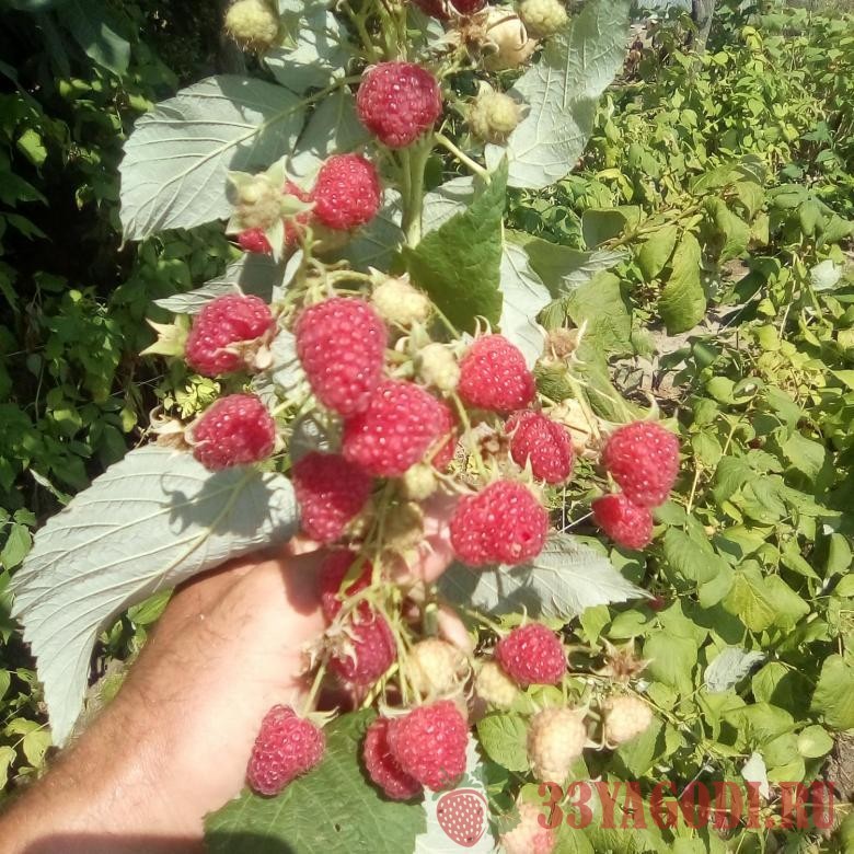 Красная ремонтантная малина Полька