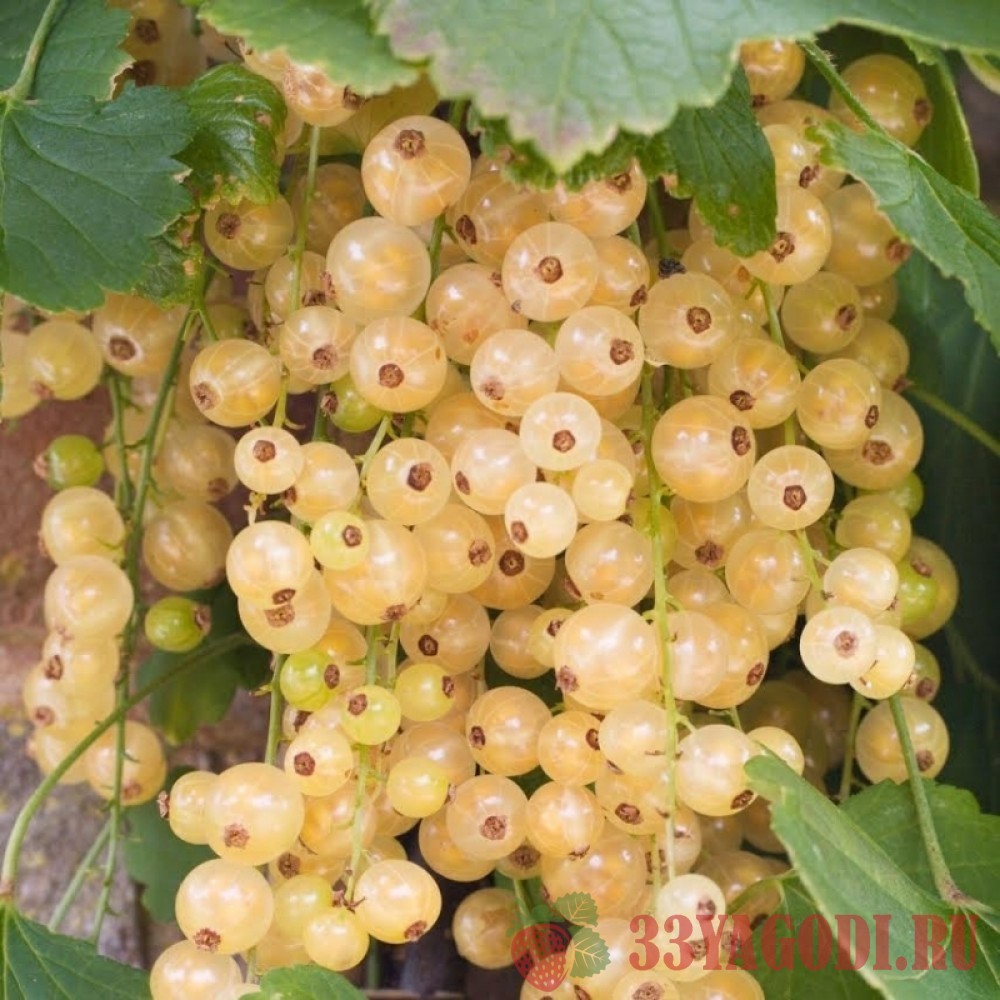 smolyaninovskaya Белая смородина Смольяниновская