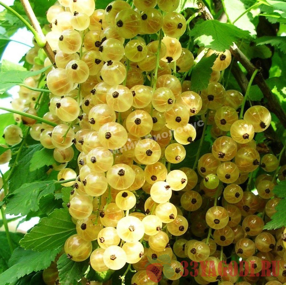 versalskaja Белая смородина Версальская