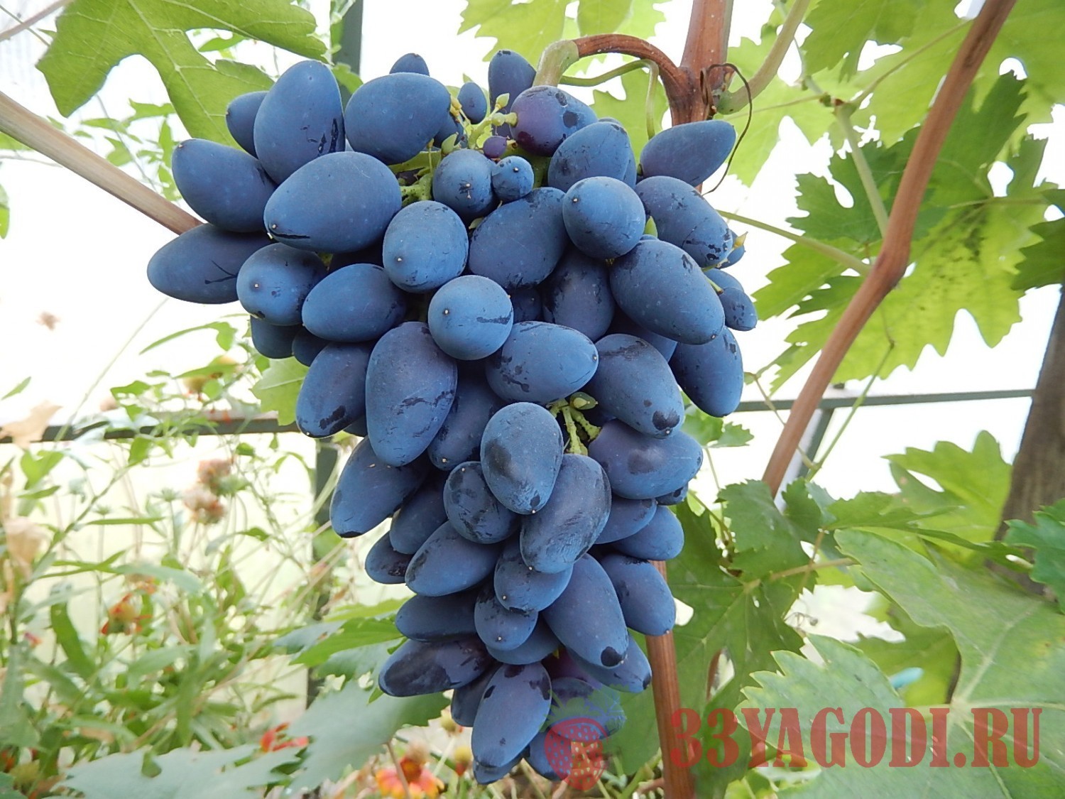 vinograd-viking